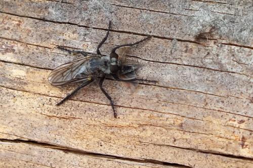 Réf. 103 502 : Cyrtopogon fulvicornis