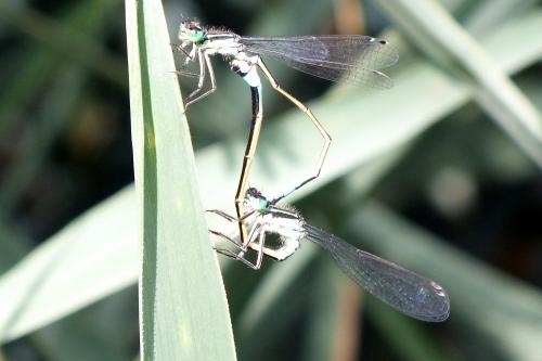 Ischnura elegans