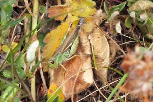 Réf. 103 787 : Stauroderus scalaris scalaris