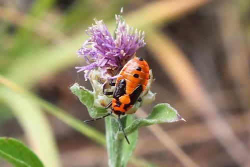 Réf. 103 309 : Lygaeus equestris