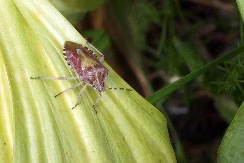 Dolycoris baccarum