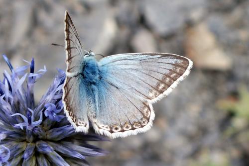 Réf. 103 983 : Polyommatus coridon