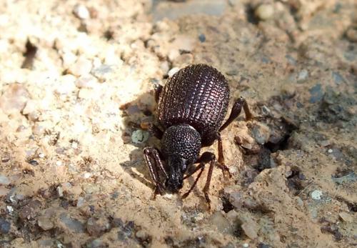 Réf. 103 400 : Otiorhynchus rugosostriatus
