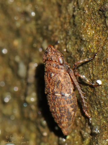 Errhomenus brachypterus