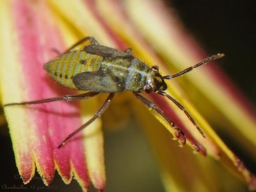 Réf. 103 064 : Hoplomachus thunbergii