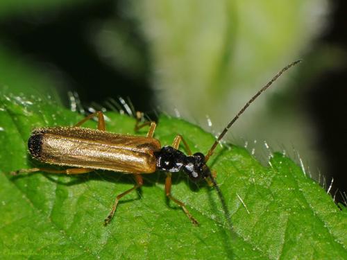 Rhagonycha lignosa