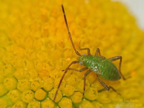 Réf. 103 311 : Adelphocoris lineolatus