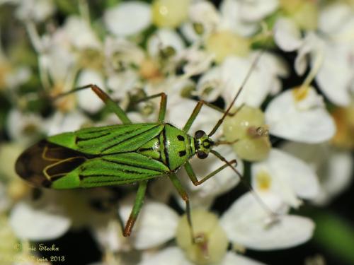 Réf. 103 314 : Mermitelocerus schmidtii