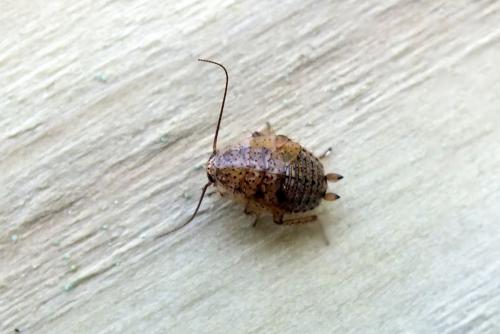 Ectobius pallidus