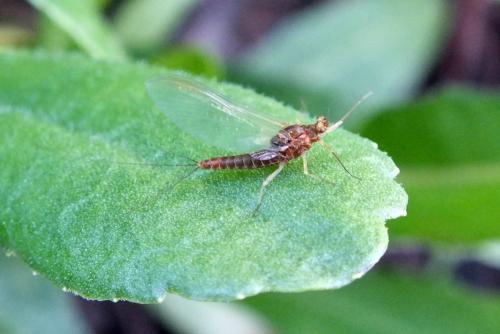 Réf. 103 290 : Serratella ignita