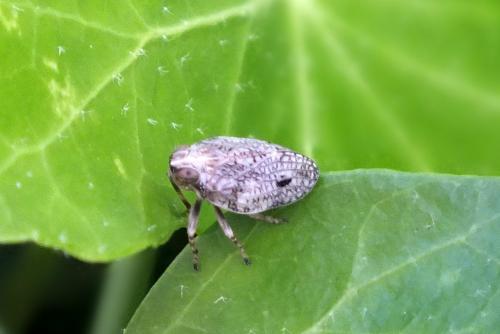 Issus coleoptratus