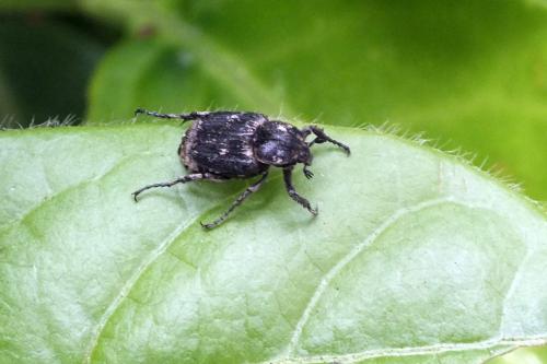 Valgus hemipterus