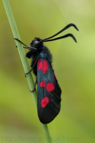 Réf. 103 647 : Zygaena trifolii