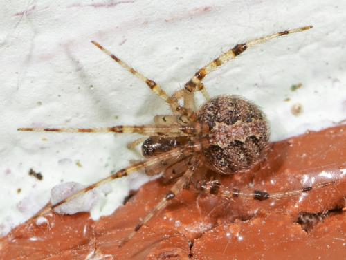 Theridion sp.