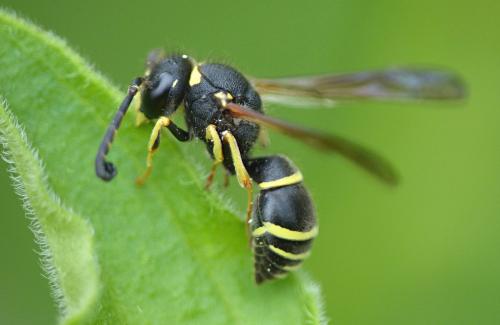 Réf. 103 508 : Odynerus sp.