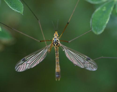 Nephrotoma guestfalica