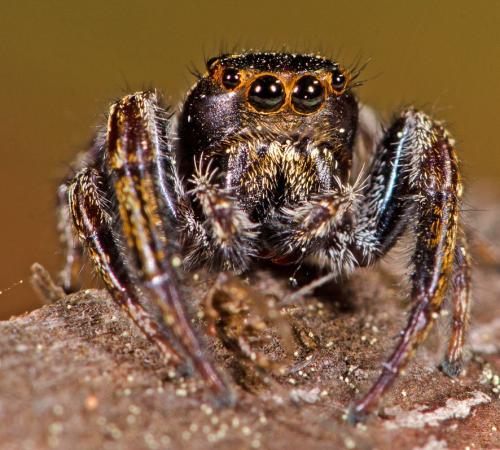Réf. 103 574 : Macaroeris sp.