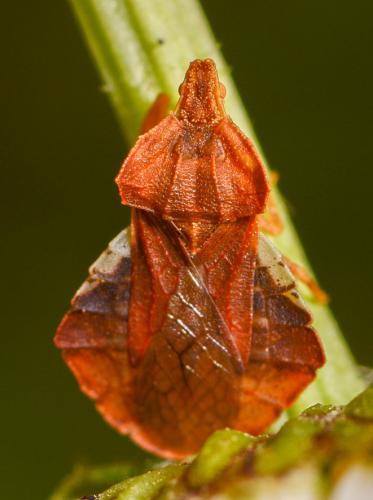 Phymata crassipes