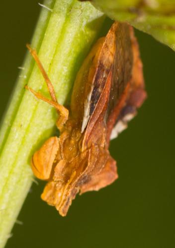 Phymata crassipes