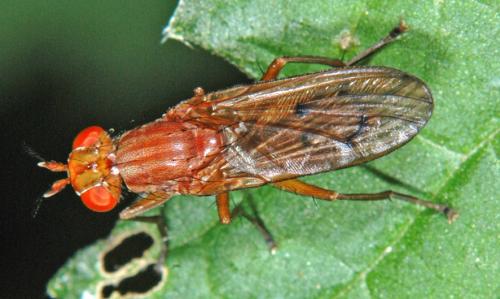 Tetanocera sp.
