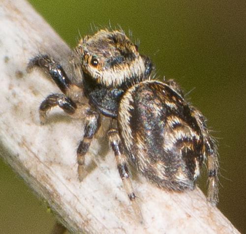 Evarcha falcata