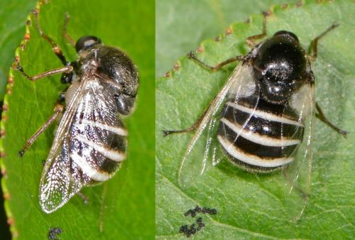 Réf. 103 844 : Ogcodes zonatus