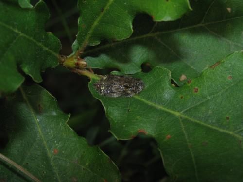 Réf. 103 932 : Ledra aurita