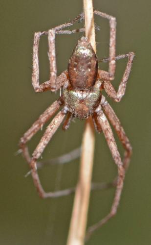 Philodromus sp.