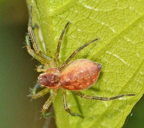 Dolomedes sp.