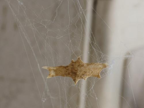 Uloborus plumipes