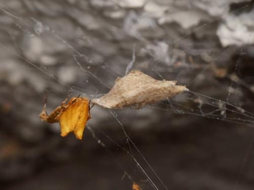 Uloborus plumipes