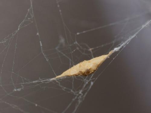 Uloborus plumipes