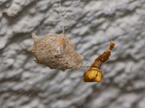 Réf. 103 737 : Uloborus plumipes
