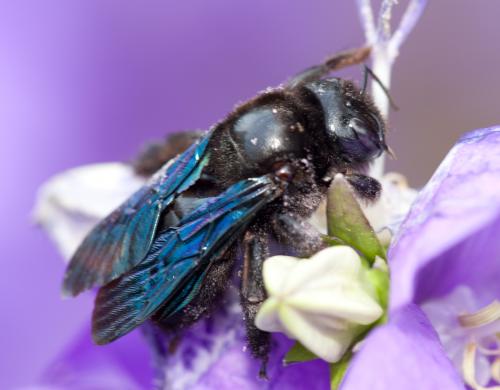 Xylocopa violacea