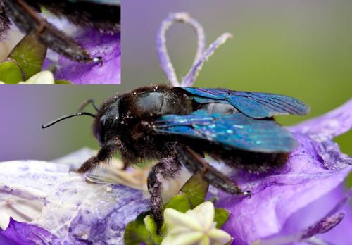 Réf. 103 597 : Xylocopa violacea