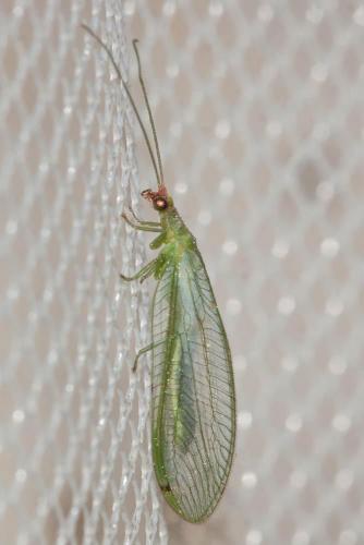 Réf. 103 174 : Peyerimhoffina gracilis
