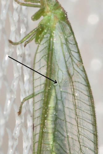 Réf. 103 175 : Peyerimhoffina gracilis
