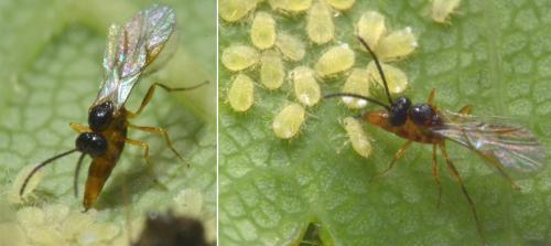 Réf. 103 487 : Aphidiinae inconnu