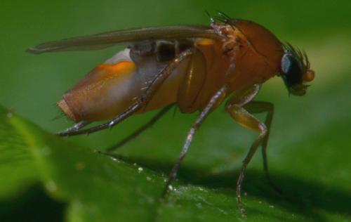 Phalacrotophora sp.