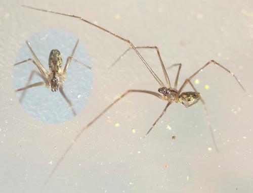 Spermophorides elevata