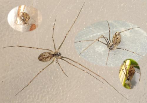 Spermophorides elevata