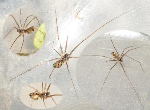 Spermophorides elevata