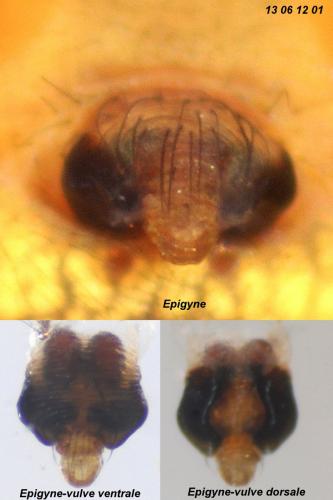 Araniella opisthographa