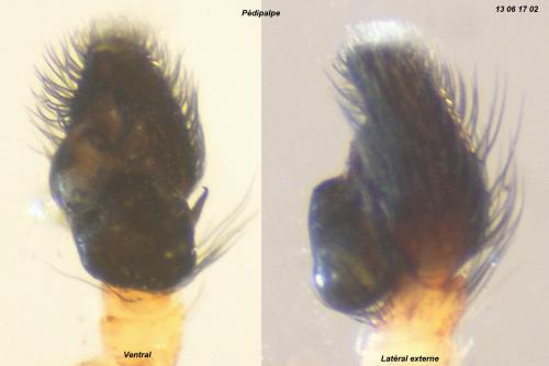 Pseudeuophrys erratica