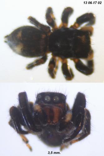 Pseudeuophrys erratica
