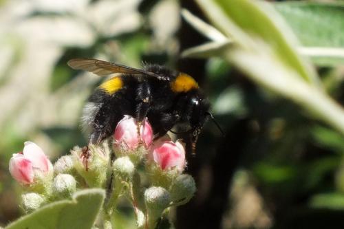 Bombus sp.