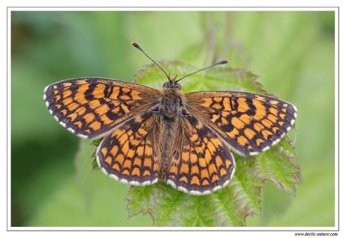 Réf. 103 410 : Melitaea athalia celadussa