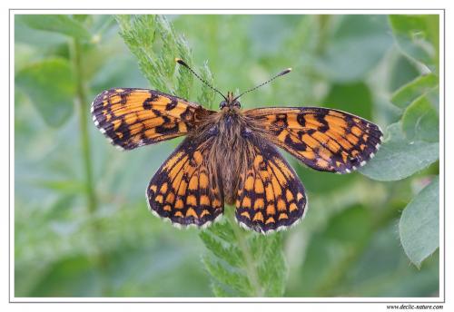 Melitaea athalia celadussa