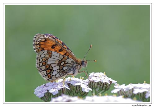 Melitaea athalia celadussa