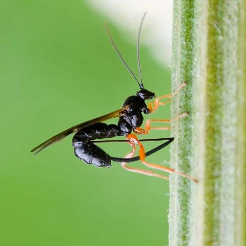 Scambus sp.